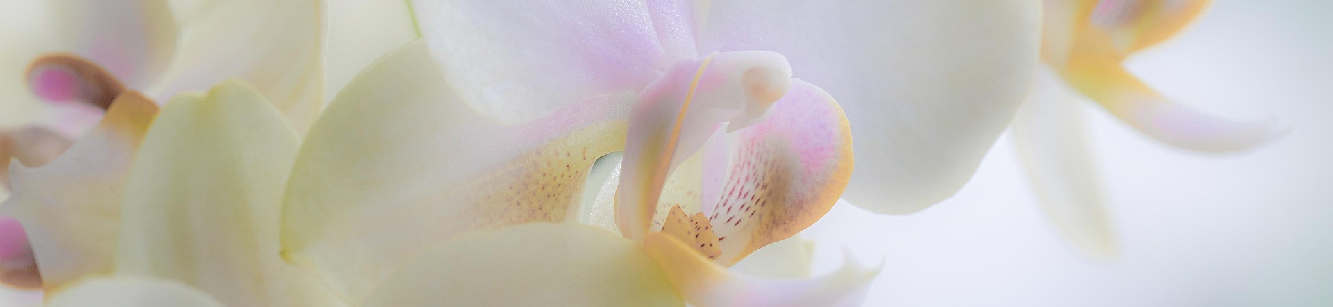 orchid-7150681_1920 smal
